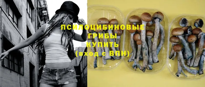 где купить наркоту  Макушино  Псилоцибиновые грибы Psilocybe 